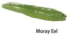 Moray eel    mini