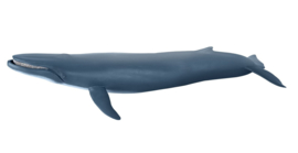 Blue Whale      Papo 56037