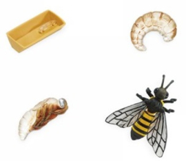 Honingbij  levenscyclus