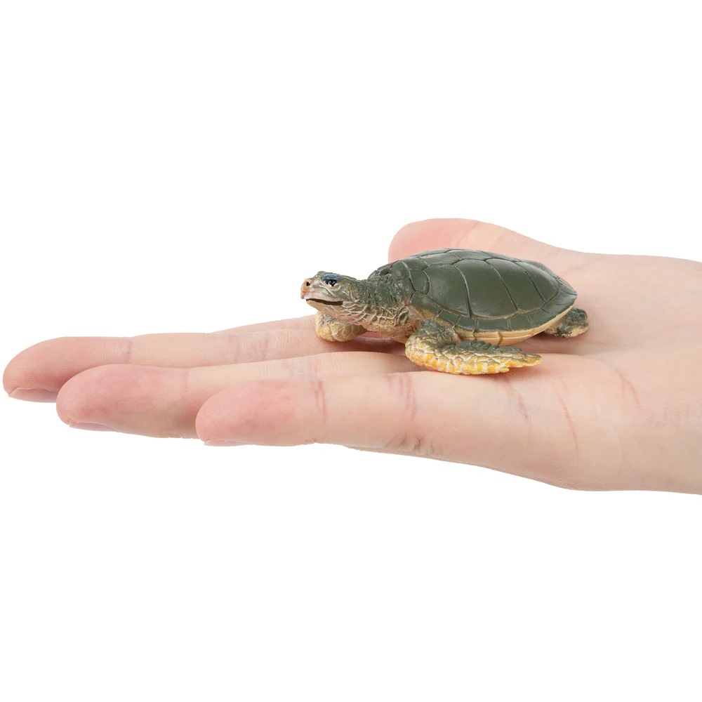 Australian flatback sea turtle  Toymany