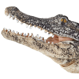 Alligator Mojo 387168