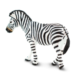 Zebra  Steppenzebra  S100689