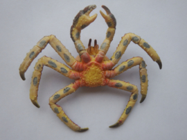 Spider crab