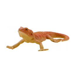 Bearded Dragon  Mojö 381096