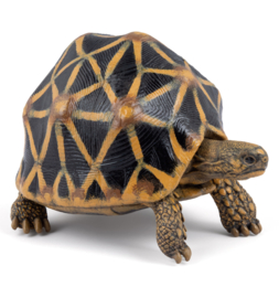 Papo dieren