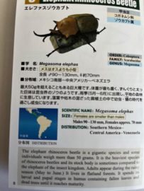 Elephant Rhinoceros beetle Colorata