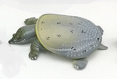 Weekschildpad Takara Tomy