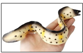 Murene spotted,  large