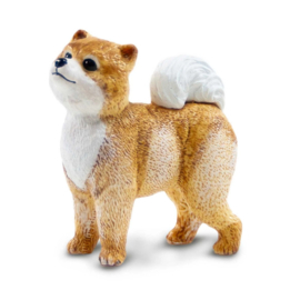 Pomeranian   S100711