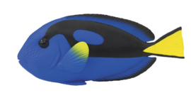 Blue tang    Picasso doktersvis S100039