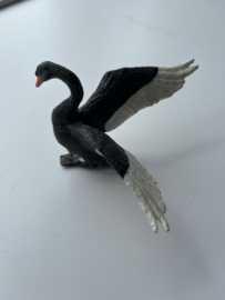 Black swan