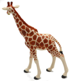 Giraffe Netgiraffe Safari 268429