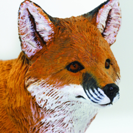 Red Fox   S100361