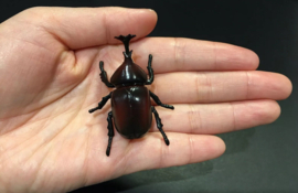 Japanese Rhinoceros Beetle Kaiyodo Furuta