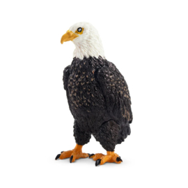 Amerikaanse zeearend  Toymany