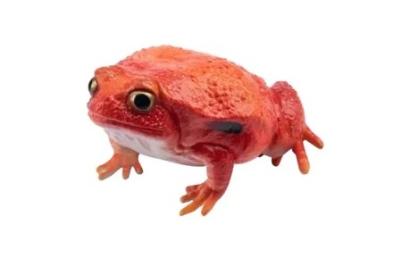 Madagascar tomato frog