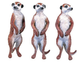 Meerkat Safari 291729