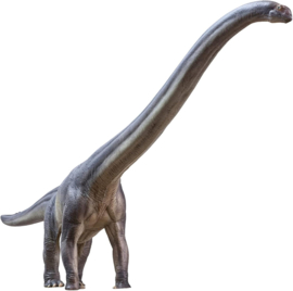 Er-Ma The Mamenchisaurus PNSO  1:45