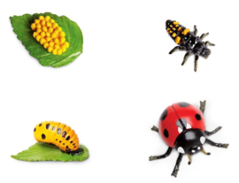 Ladybug lifecycle set