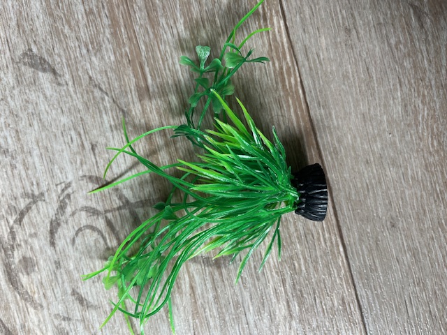 Waterplant