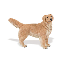 Golden Retriever  Safari 253129