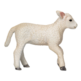 Romney sheep lamb Mojo 381066