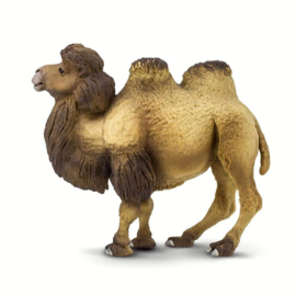 Camel   S290929