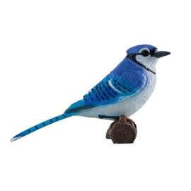 Blue jay  blauwe gaai  Mojo 381145