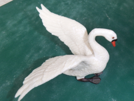 Swan