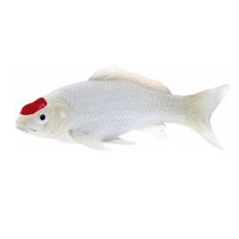 Koi carp Tancho    Mojö 381101   june 2025