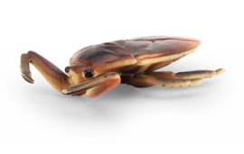 Waterschorpioen water scorpion