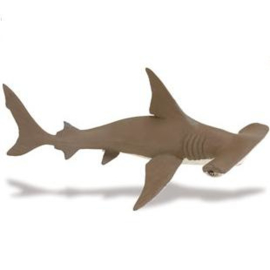 Hammerhead Shark Baby  S267929