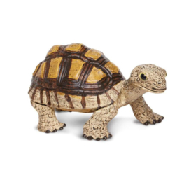 Tortoise    S258629