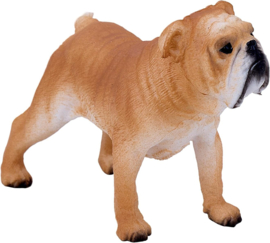 Engelse Bulldog - Mojo 381053