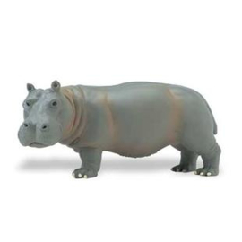 Hippopotamus  S270429