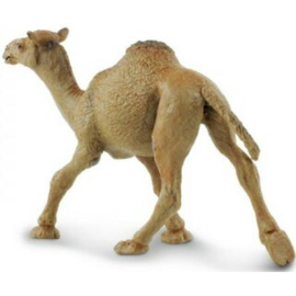 Dromedary Camel  Safari Ltd S222429