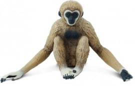 Gibbon  S228329