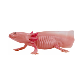 Axolotl   Mojö 381108 -    june 2025