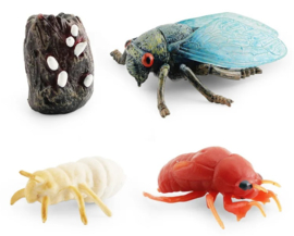 Cicade  levenscyclus