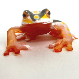 Painted  reed frog  Colorata