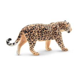 Jaguar  walking  Toymany