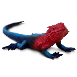 Mwanza Flat-Headed Rock Agama S101081