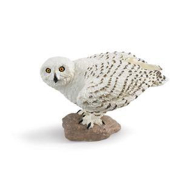 Snowy Owl  S264729