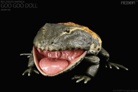 Beelzebufo ampinga