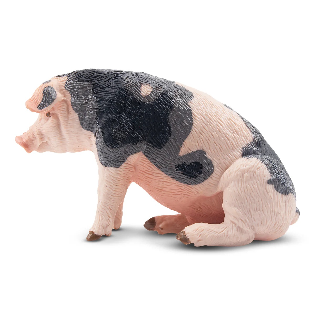 Male Pietrain Pig  Toymany