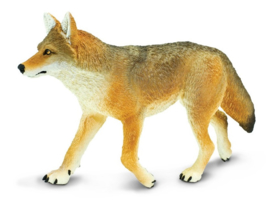 Coyote   XXL   S113089