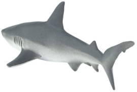 Grijze Rifhaai   S100099