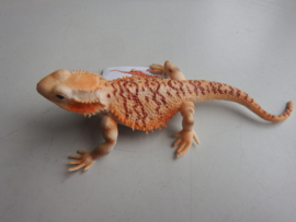 Bearded dragon Baardagame