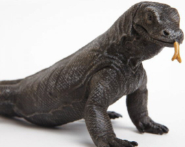 Komodo dragon S268829