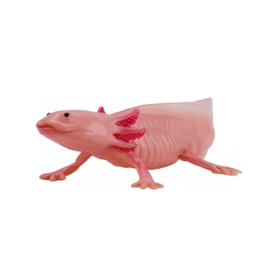 Axolotl   Mojö 381108 -    june 2025